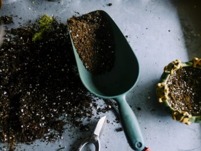 Gardening Tips & Plant Care Guides